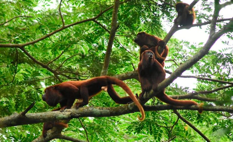 Avistamiento de monos en Reserva de Luriza Usiacuri